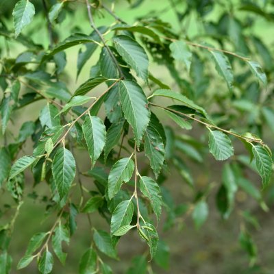 Betula albosinensis, Kopparbjörk