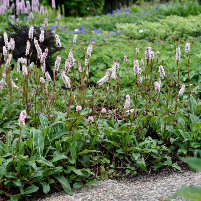 Bistorta affinis Superba