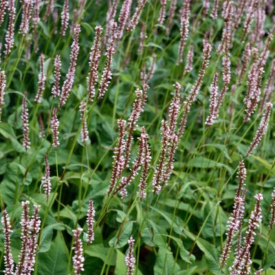 Bistorta amplexicaulis Rosea