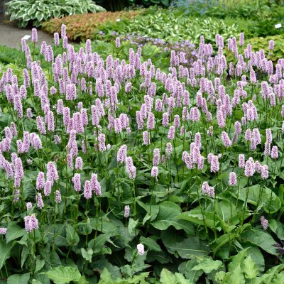 Bistorta officinalis Superba, Stor Ormrot, SQ1