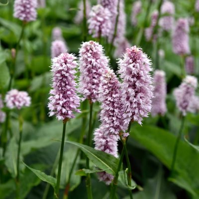 Bistorta officinalis Superba, Stor Ormrot, SQ1