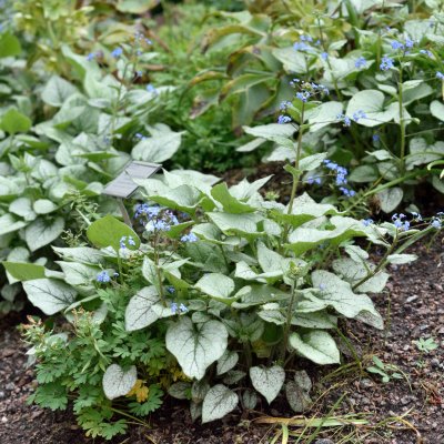Brunnera macrophylla Looking Glass ®, Kaukasisk Förgätmigej