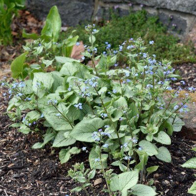 Brunnera macrophylla Looking Glass ®, Kaukasisk Förgätmigej