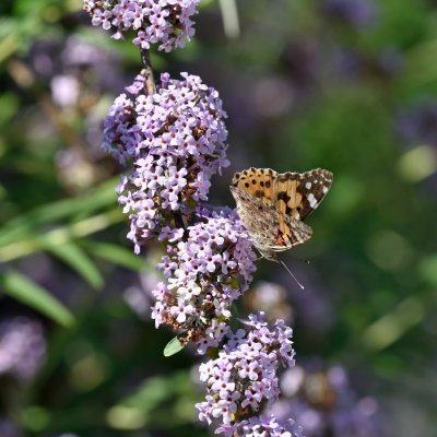 Buddleja alternifolia, Sommarbuddleja, busk C3,5