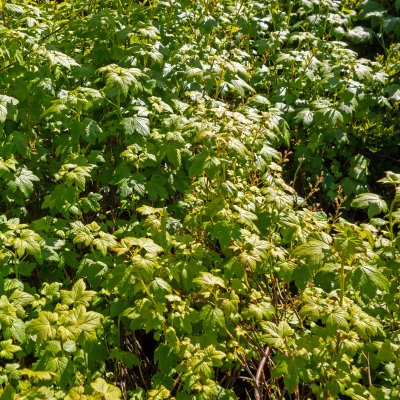 Ribes glandulosum