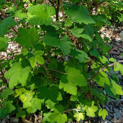 Ribes sanguineum Koja
