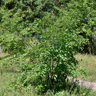 Chionanthus retusus