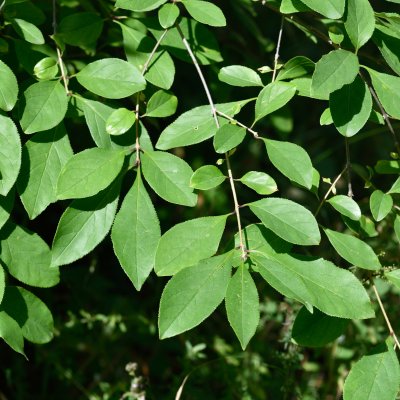 Chionanthus retusus