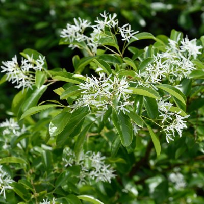 Chionanthus retusus
