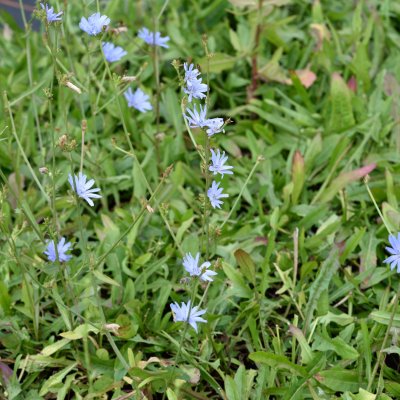 Cichorium intybus, Cikoria / Vägvårda, P9cm
