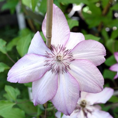 patens Omoshiro, Klematis Storblommig, C2