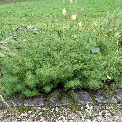 Coreopsis verticillata Zagreb, Höstöga