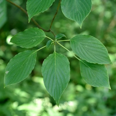 Cornus alternifolia, Kranskornell, 60-80 C