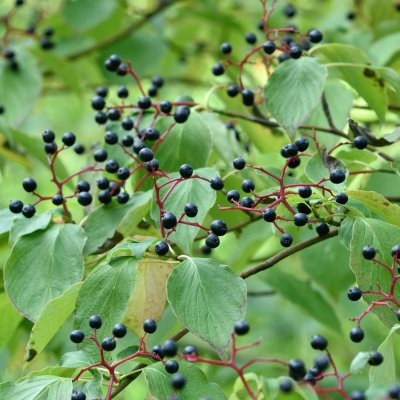 Cornus alternifolia, Kranskornell, 60-80 C