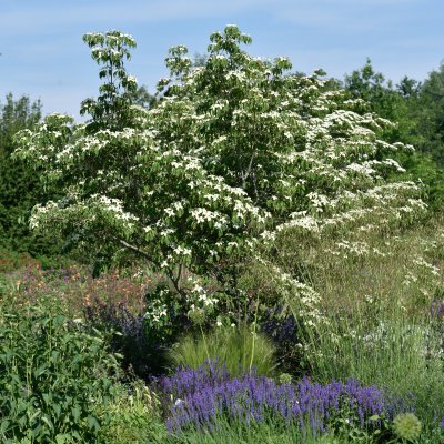 Cornus kousa Weisse Fontäne, Koreansk Blomsterkornell, 50-60 C5