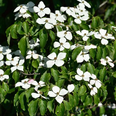 Cornus kousa Weisse Fontäne, Koreansk Blomsterkornell, 50-60 C5