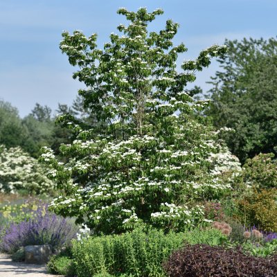 Cornus kousa Weisse Fontäne, Koreansk Blomsterkornell, 50-60 C5