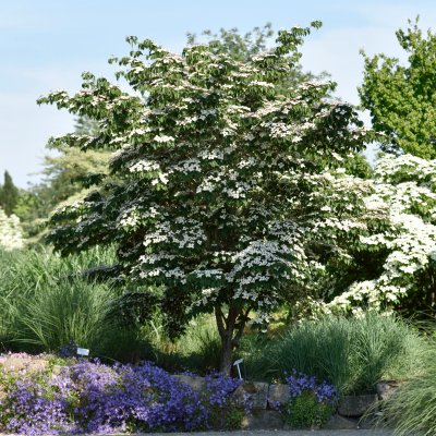 Cornus kousa Wieting´s Select