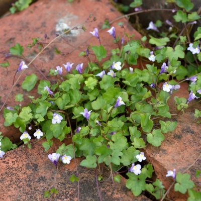 Cymbalaria muralis, Murreva, P9cm