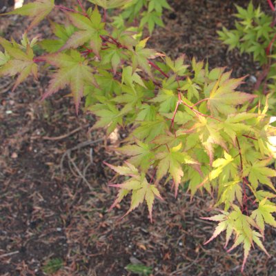 Acer palmatum Sangokaku, Japansk Lönn