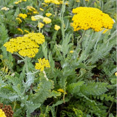 Achillea hybr. Moonshine, Gyllenröllika, P9cm
