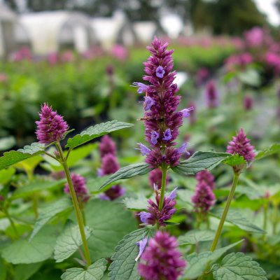 Agastache hybr. Beelicious ® Purple
