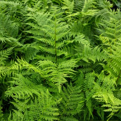 Athyrium filix-femina var. angustum Lady in Red, Majbräken