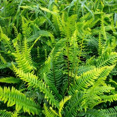 Blechnum spicant, Kambräken