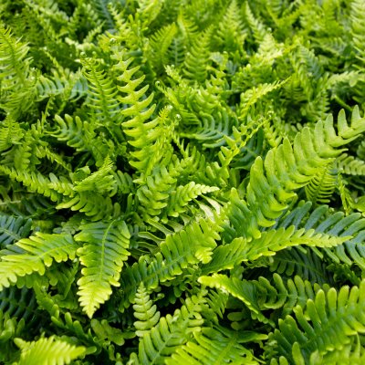 Blechnum spicant, Kambräken