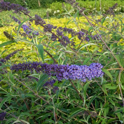 Buddleja davidii Nanho Blue, Syrenbuddleja, Fjärilsbuske, busk C3,5