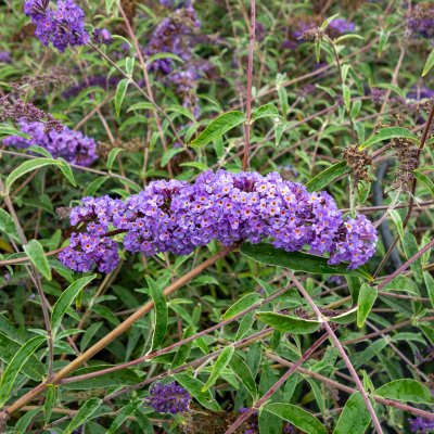 Buddleja davidii Nanho Blue, Syrenbuddleja, Fjärilsbuske, busk C3,5