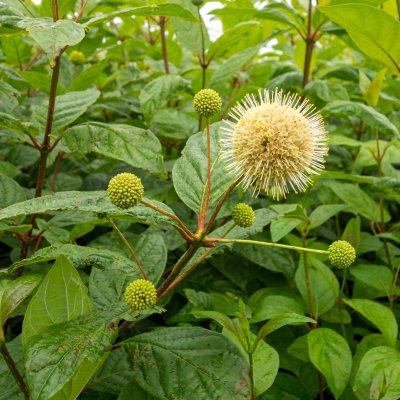 Cephalanthus occidentalis Fiber Optics ® (Bailoptics), Bollbuske, 40-60 C4,5