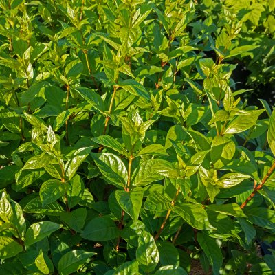 Cephalanthus occidentalis Fiber Optics ® (Bailoptics), Bollbuske, 40-60 C4,5