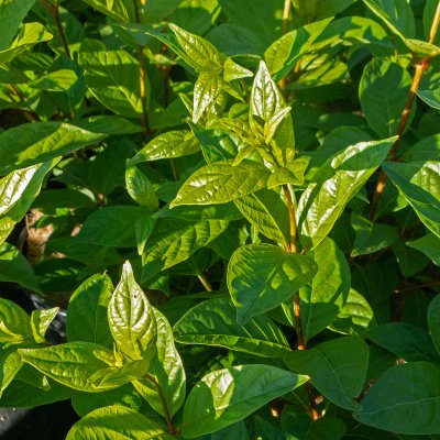 Cephalanthus occidentalis Fiber Optics ® (Bailoptics), Bollbuske, 40-60 C4,5