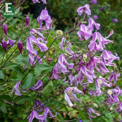 integrifolia Hedvig ® E, Klematis, C2