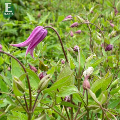 integrifolia Hedvig ® E, Klematis, C2