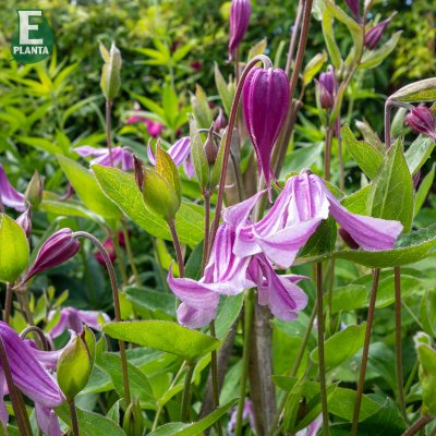 integrifolia Hedvig ® E, Klematis, C2
