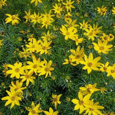 Coreopsis verticillata Zagreb, Höstöga