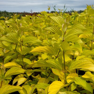 Cornus alba Neon Burst ® (Byboughen), Rysk Kornell, busk C3,5