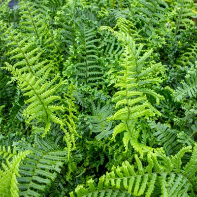 Dryopteris affinis Cristata (The King)