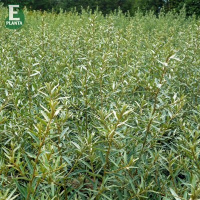 Hippophae rhamnoides Svenne ® E, Havtorn, busk C3,5