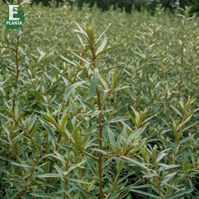 Hippophae rhamnoides Svenne ® E, Havtorn, busk C3,5