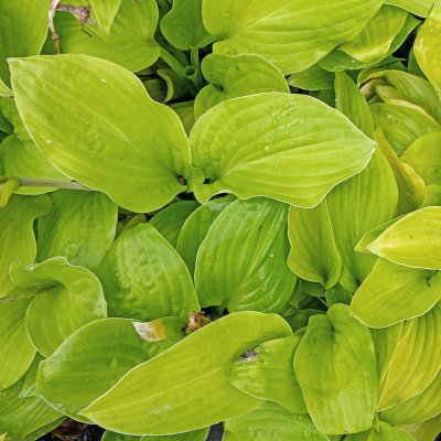 Hosta hybr. August Moon