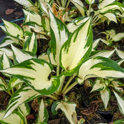 Hosta fortunei Fire and Ice, Blomsterfunkia, P9cm