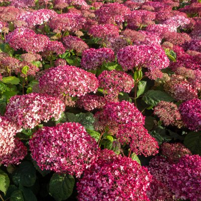 Hydrangea arborescens Invincibelle ® (Pink Annabelle, NCHA1), Vidjehortensia