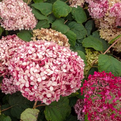 Hydrangea arborescens Invincibelle ® (Pink Annabelle, NCHA1), Vidjehortensia