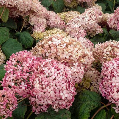 Hydrangea arborescens Invincibelle ® (Pink Annabelle, NCHA1), Vidjehortensia