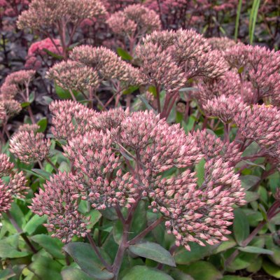 Hylotelephium hybr. Thunderhead ®