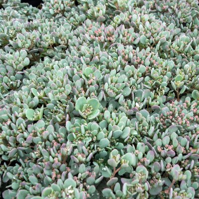 Hylotelephium cauticola