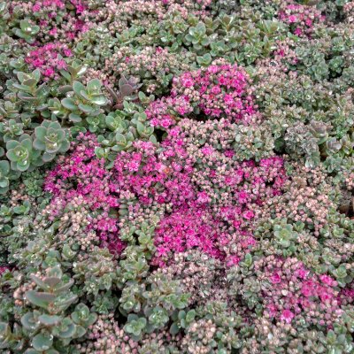 Hylotelephium cauticola